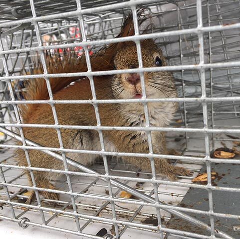 How to trap and remove squirrels in Delaware, Tree squirrel